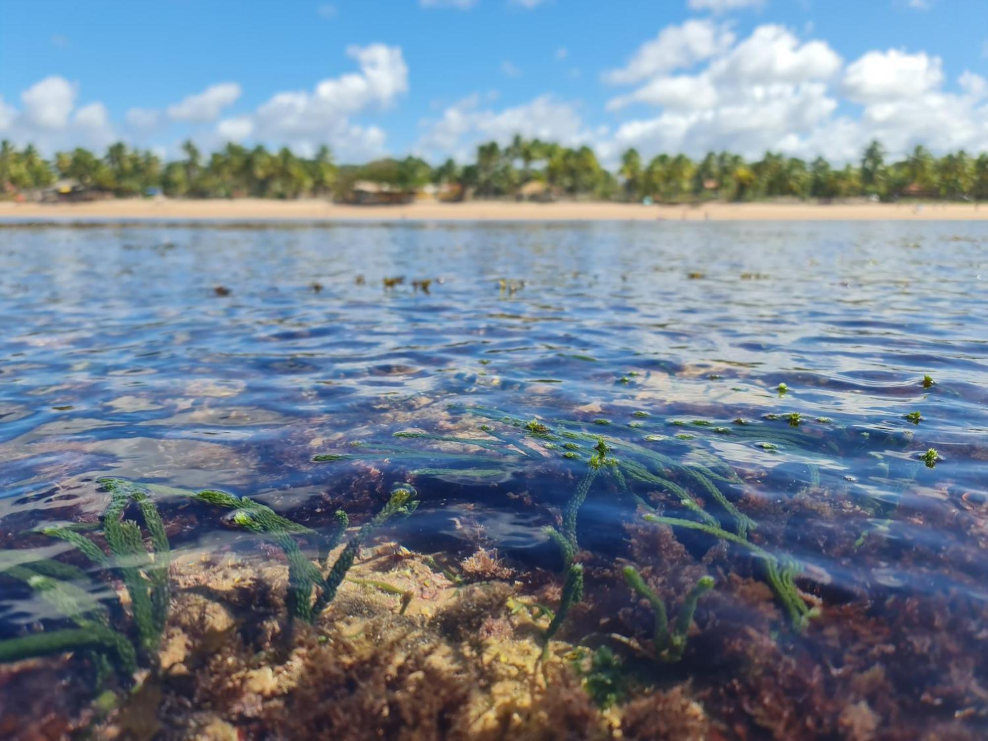 Laus Bangalos Experience - Piscina Privativa - Praia De Algodoes - Peninsula De Marau - Bahia Praia dos Algodoes Kültér fotó